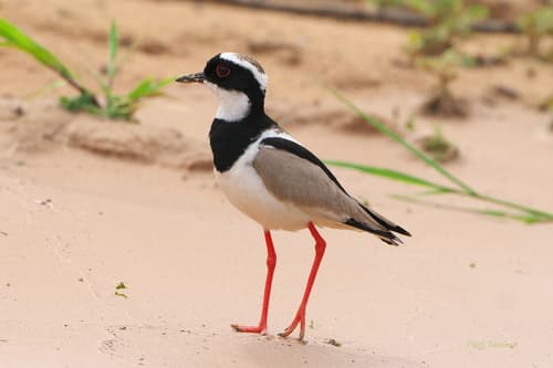 Pied Plover