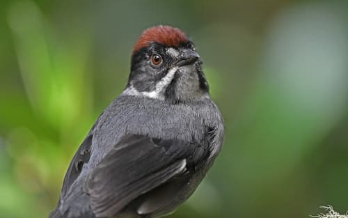 Northern Slaty Brushfinch
