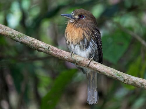 Moustached Puffbird