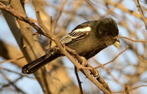 Southern Black Tit