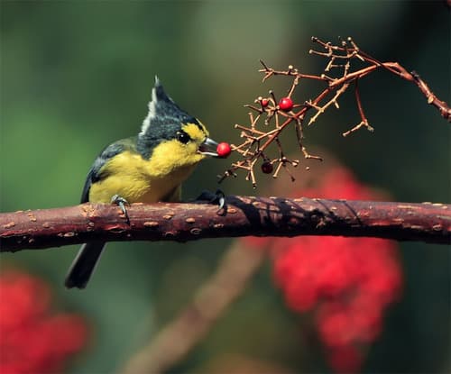 Taiwan Yellow Tit