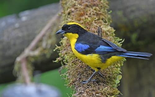 Blue-winged Mountain-Tanager