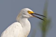 Snowy Egret