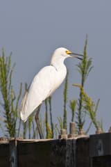 Snowy Egret