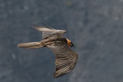 Lammergeier (Bearded Vulture)