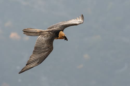 Lammergeier (Bearded Vulture)