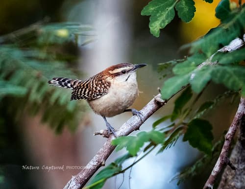 Russet-naped Wren