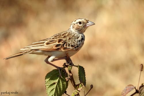 Indian Bush Lark