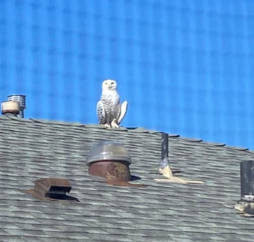 Snowy Owl