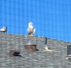 Snowy Owl