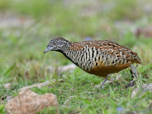 Barred Buttonquail