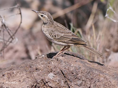 Long-billed Pipit