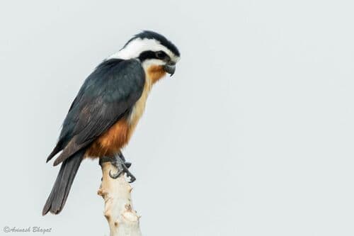 Collared Falconet