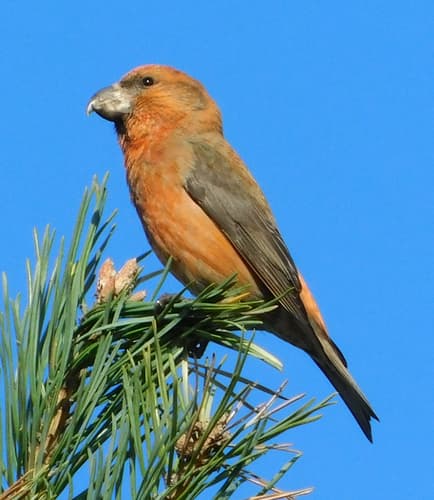 Parrot Crossbill