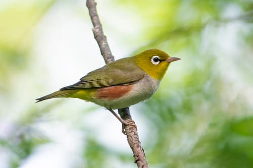 Chestnut-flanked White-eye