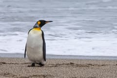 King Penguin