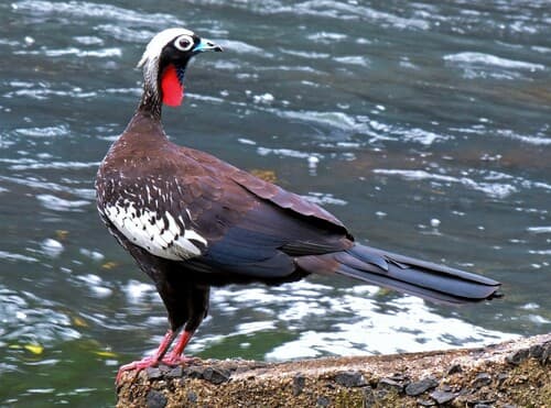 Black-fronted Piping-Guan