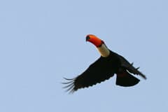 Toco Toucan