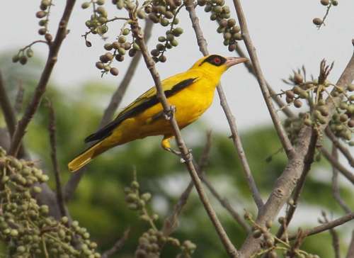 African Golden Oriole