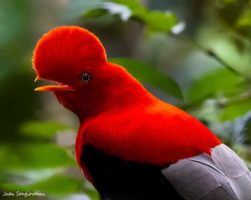 Andean Cock-of-the-rock