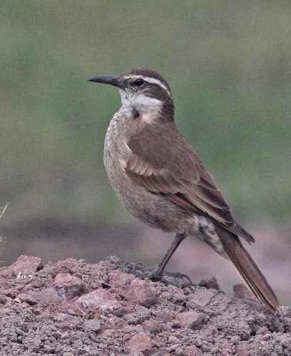 Stout-billed Cinclodes