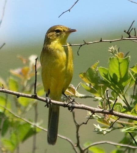 African Yellow-Warbler