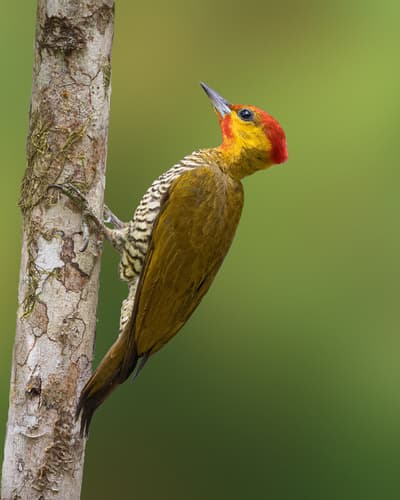 Yellow-throated Woodpecker
