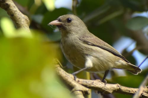 Pale-billed Flowerpecker