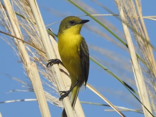 Subtropical Doradito