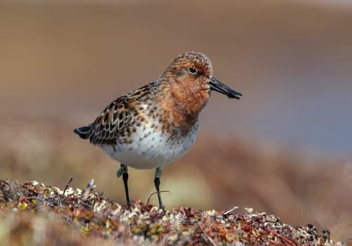 Spoon-billed Sandpiper
