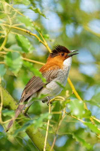 Chestnut Bulbul