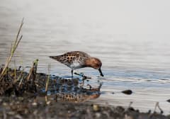 Spoon-billed Sandpiper