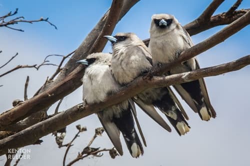 Black-faced Woodswallow