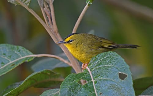 Black-crested Warbler