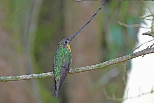 Sword-billed Hummingbird