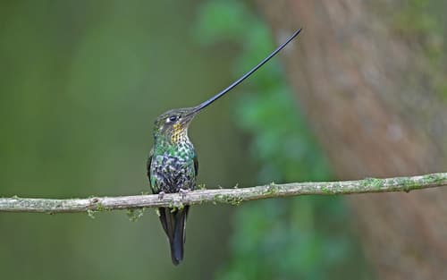 Sword-billed Hummingbird