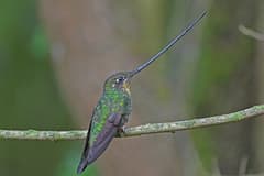 Sword-billed Hummingbird