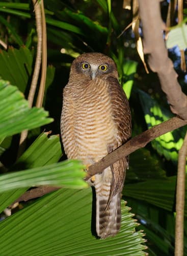Rufous Owl
