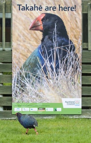 Takahe