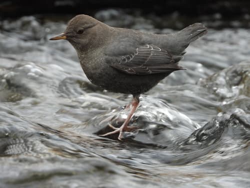 American Dipper