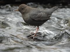 American Dipper
