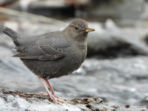 American Dipper