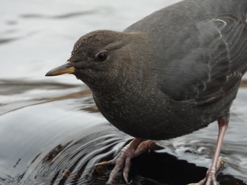 American Dipper
