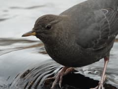American Dipper