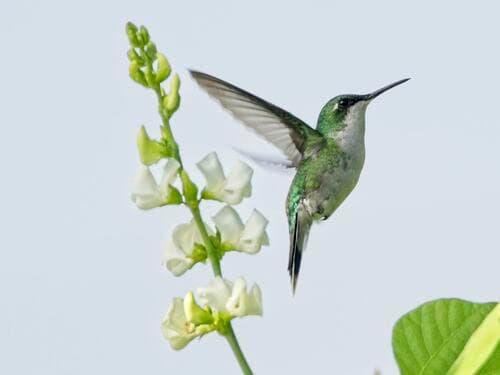 Puerto Rican Emerald