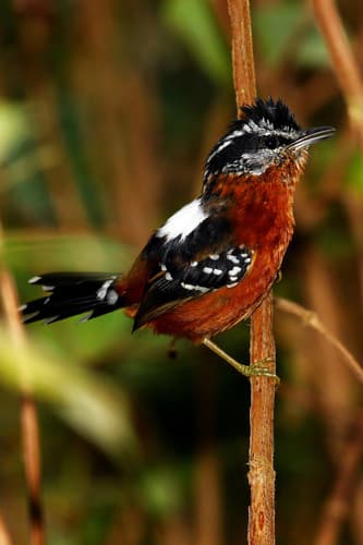 Ferruginous Antbird