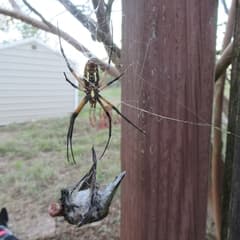 Ruby-throated Hummingbird