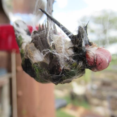 Ruby-throated Hummingbird