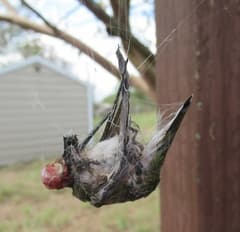 Ruby-throated Hummingbird