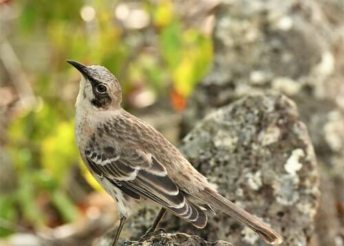 San Cristóbal Mockingbird